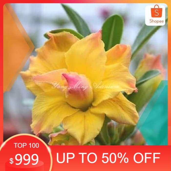 TERBARU Bibit Adenium Kamboja Jepang Dun Huang 2