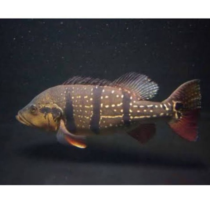 Peacock Bass Temensis Speckled Pavon Three Barred American Cichlid