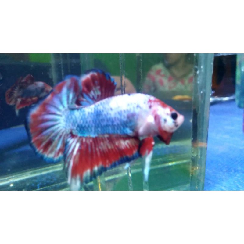 

Ikan Cupang Fancy Coper