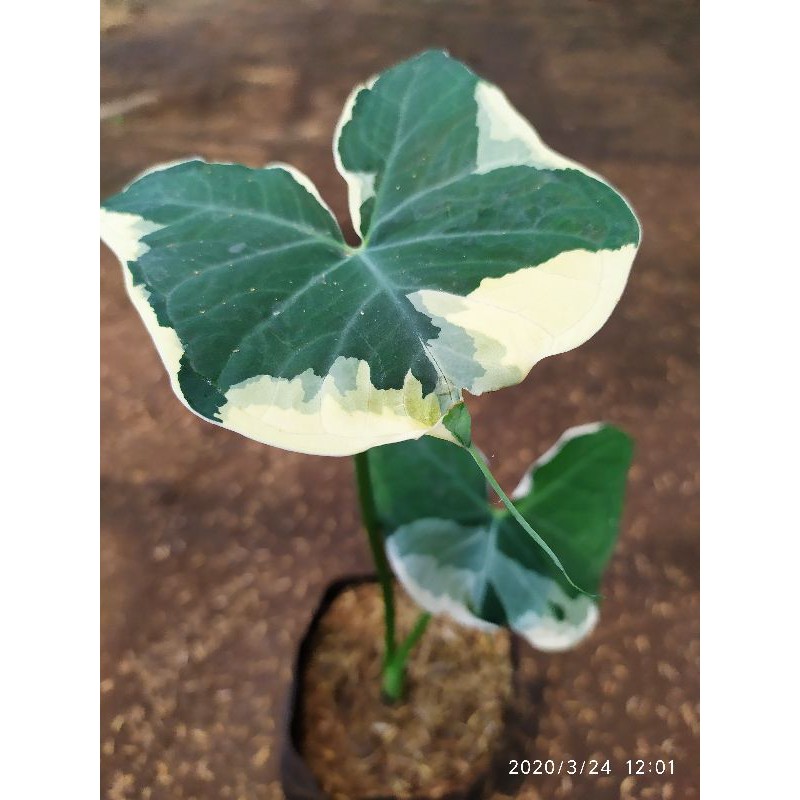 tanaman kladi kantong semar tanaman kladi kantong semar