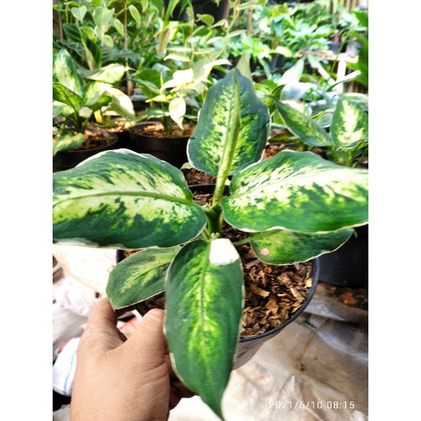 Aglonema difenbachia varigata/variegata