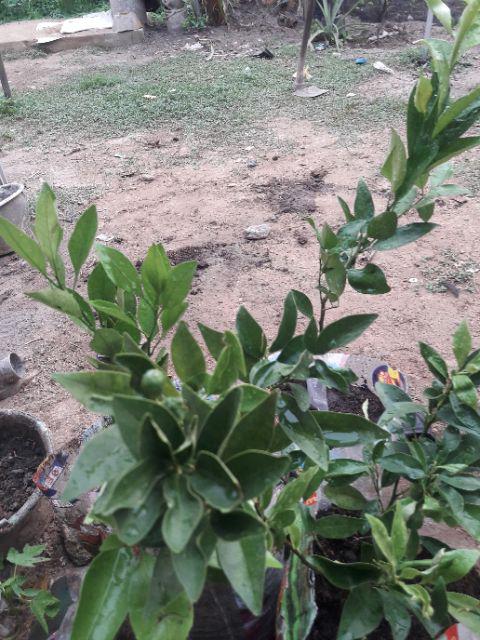 Bibit Jeruk Mandarin 400 Gram / Bibit