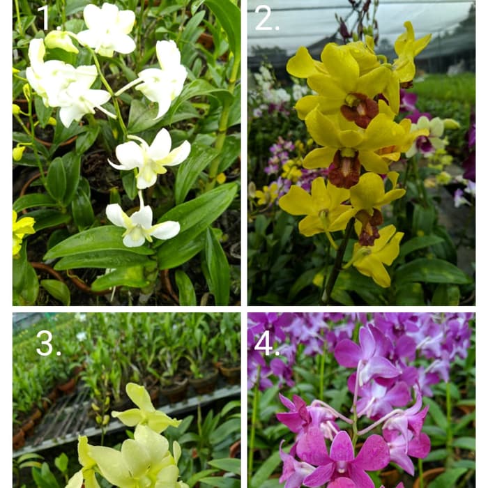 PROMO Tanaman Hias Bunga Anggrek Dendrobium Dewasa/Remaja | Tanaman bunga