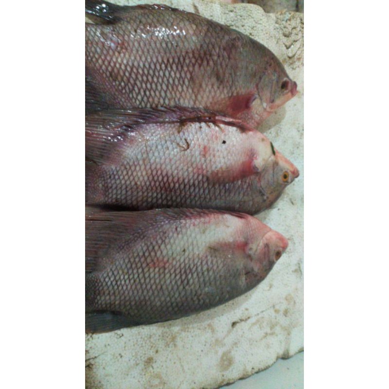 

Ikan gurame fresh/KG