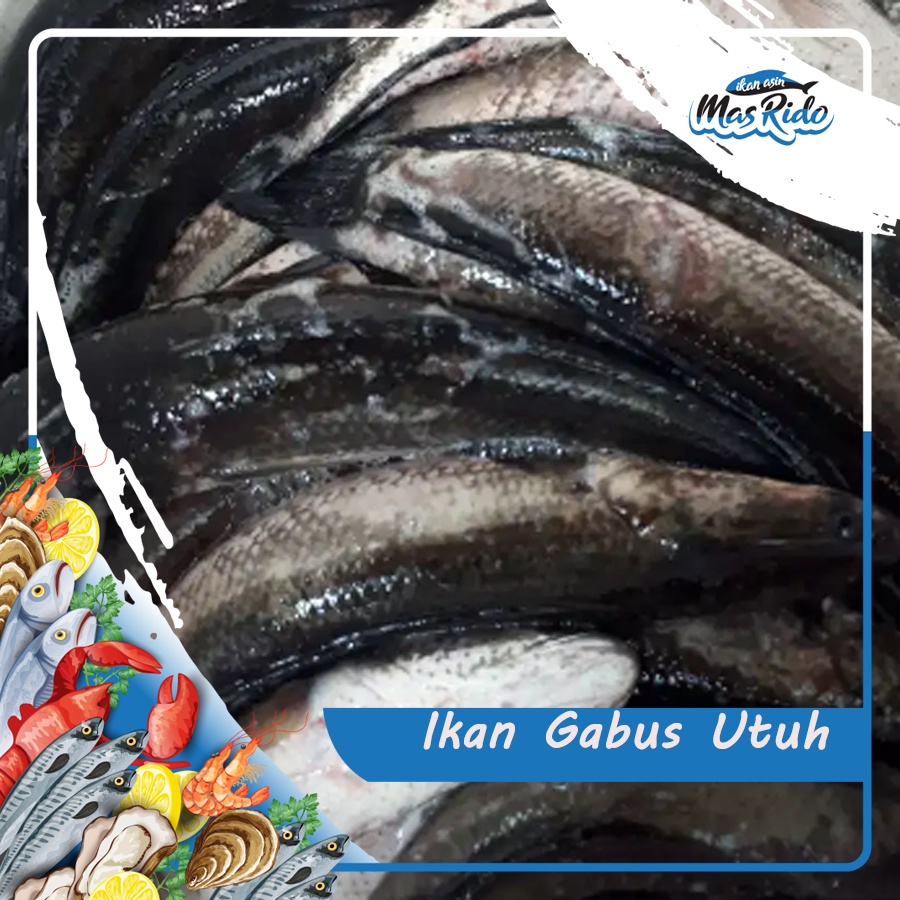

Ikan Gabus Segar Kwalitas Premium Harga Murah