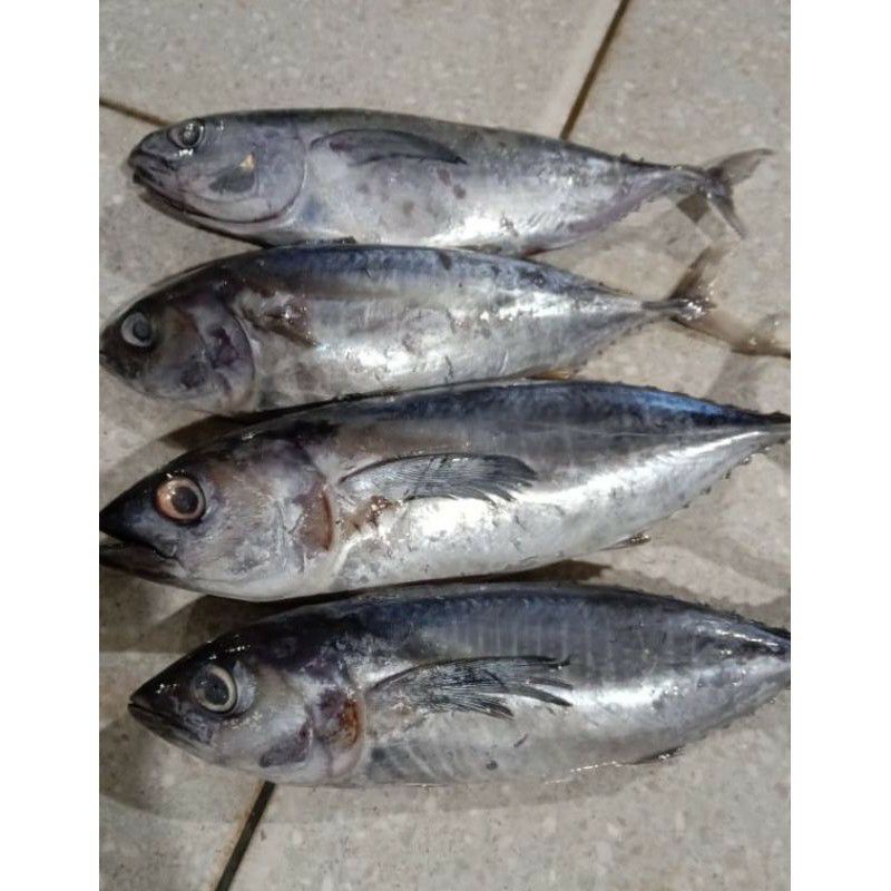 

Ikan Tongkol segar 500grm