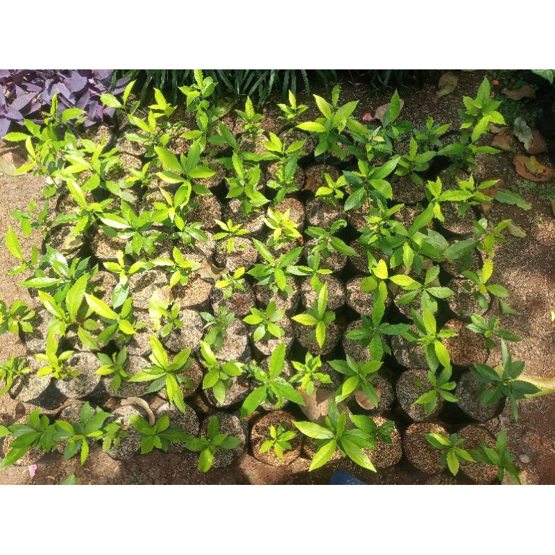 Bibit Daun Salam / Pohon Salam / Bibit Salam / Daun salam