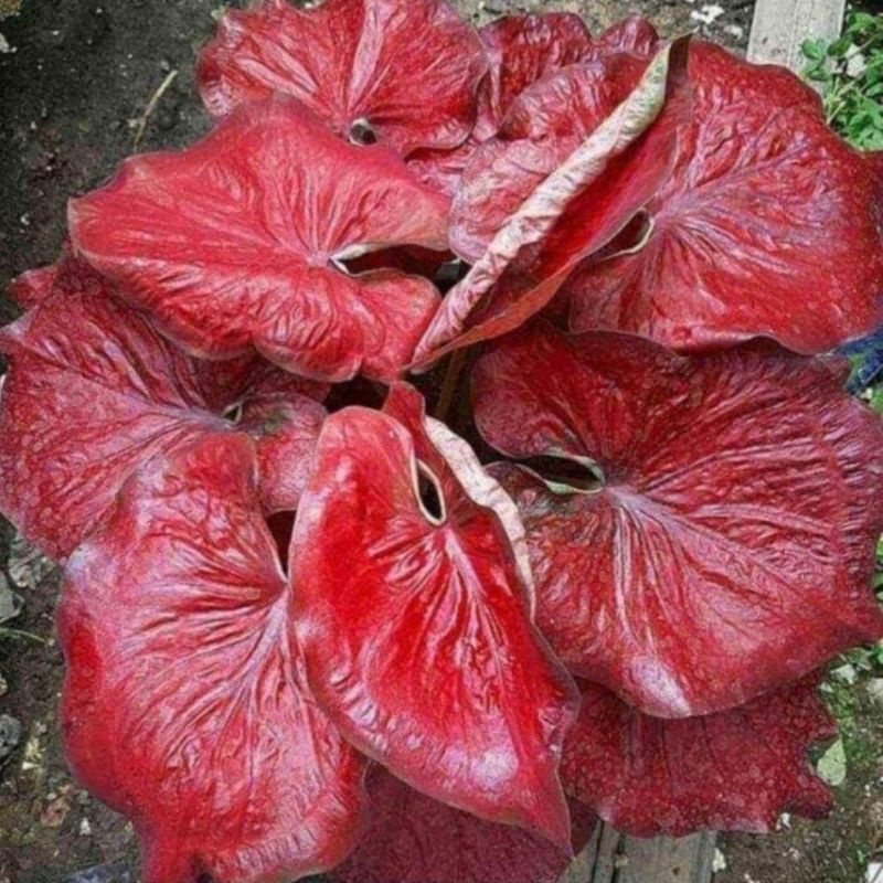 TANAMAN HIAS CALADIUM THAI CALADIUM RED STARDUST / KELADI RED STARDUST BIBIT