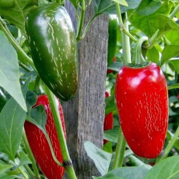 Jual Bibit Benih Biji Cabe Jalapeno Hot Pepper Biji Tanaman Cabe Jalapeno Bibit Cabe