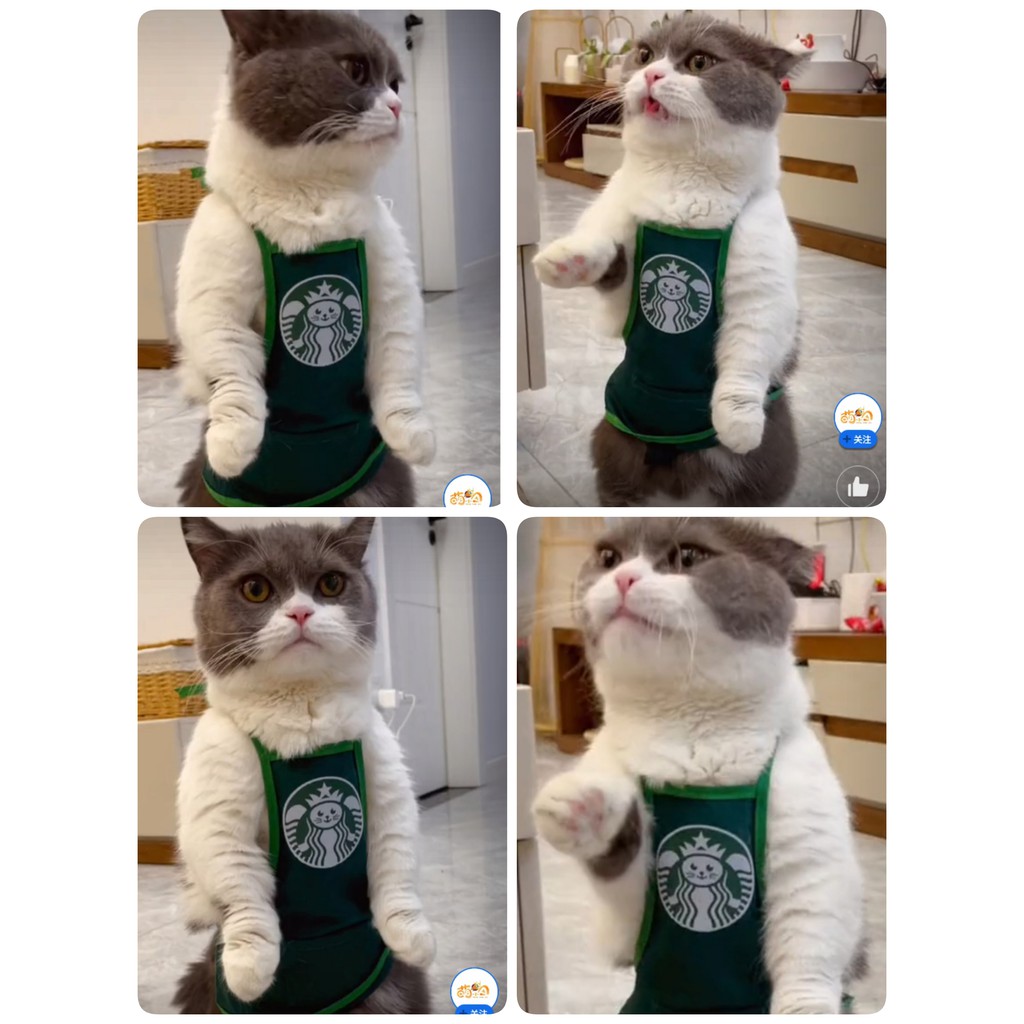 Kostum Cosplay Anjing Kucing Apron Celemek Starbucks ''Catbucks'' | Pet Costume Starbucks Apron