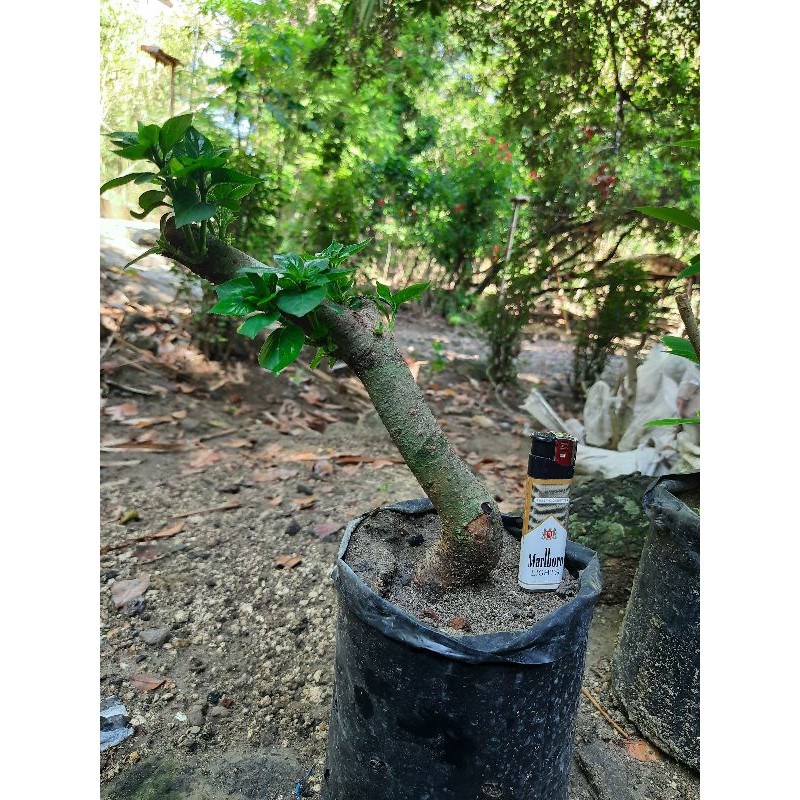 bahan bonsai gulgum / gulo gumantung.