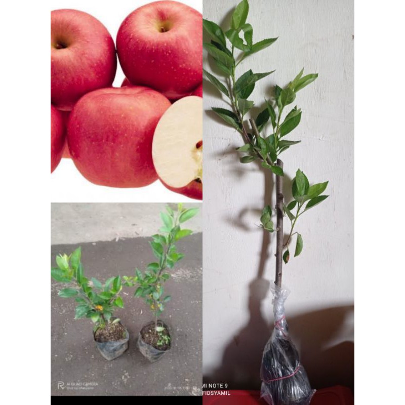 bibit buah apel fuji cangkok unggulan