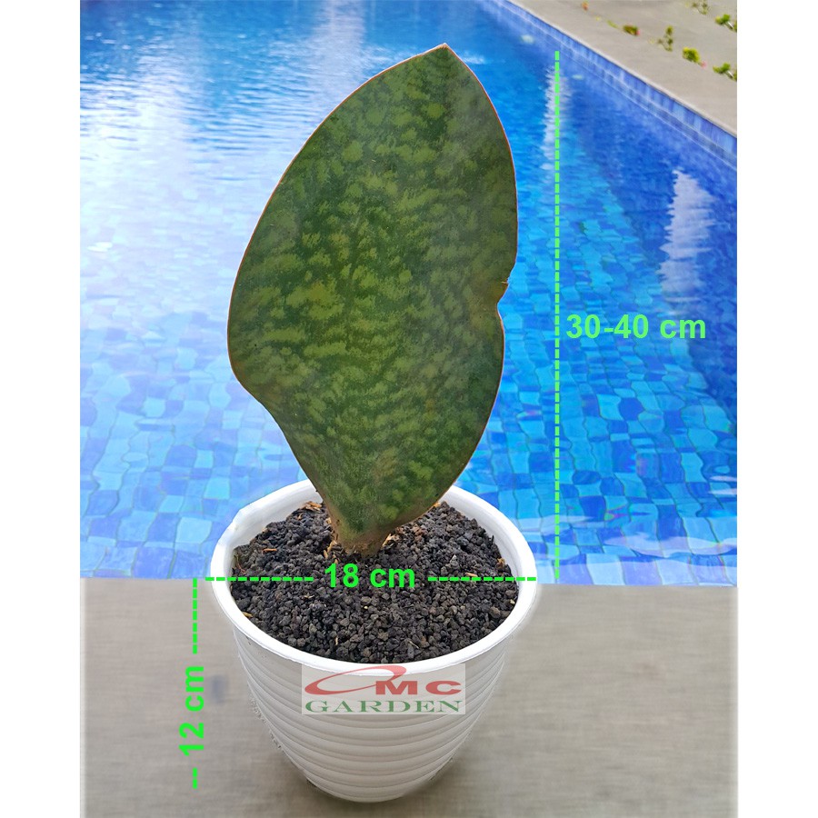 Lidah Mertua Sansevieria Sansivera Sansiviera Sensiviera Masoniana Giant Centong Jumbo LM-MS-P3040