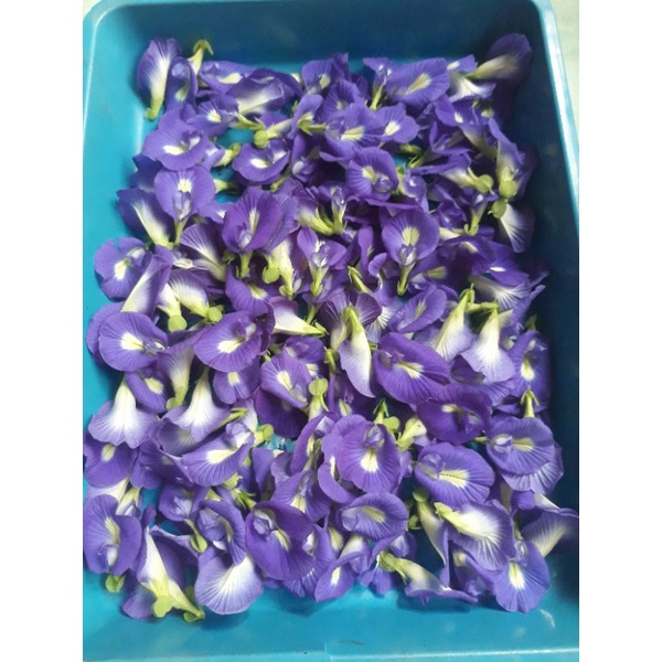 

Teh bunga telang 10g/teh original bunga telang kemasan 10g