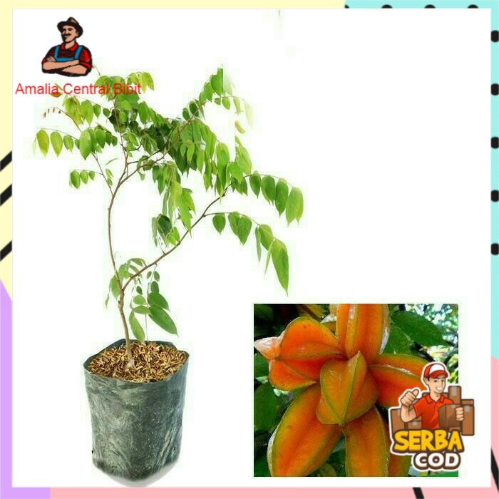 Bibit Belimbing Madu Okulasi