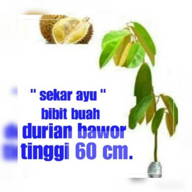 Bibit Buah Durian Bawor.