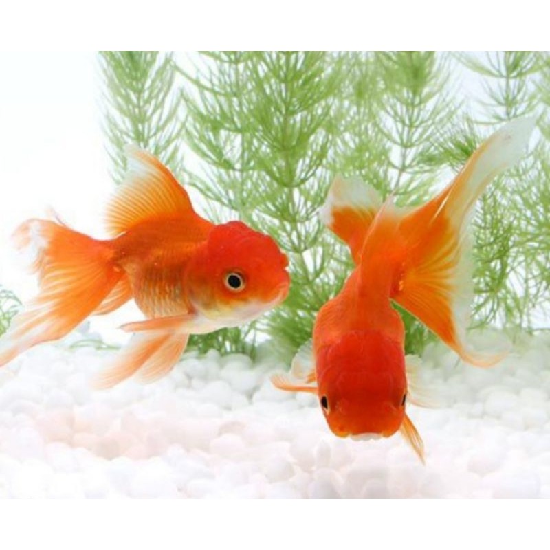 Ikan mas koki oranda