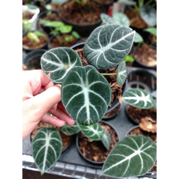 Alocasia Black Ninja