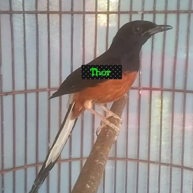 Murai muda hutan santos ayah daffa