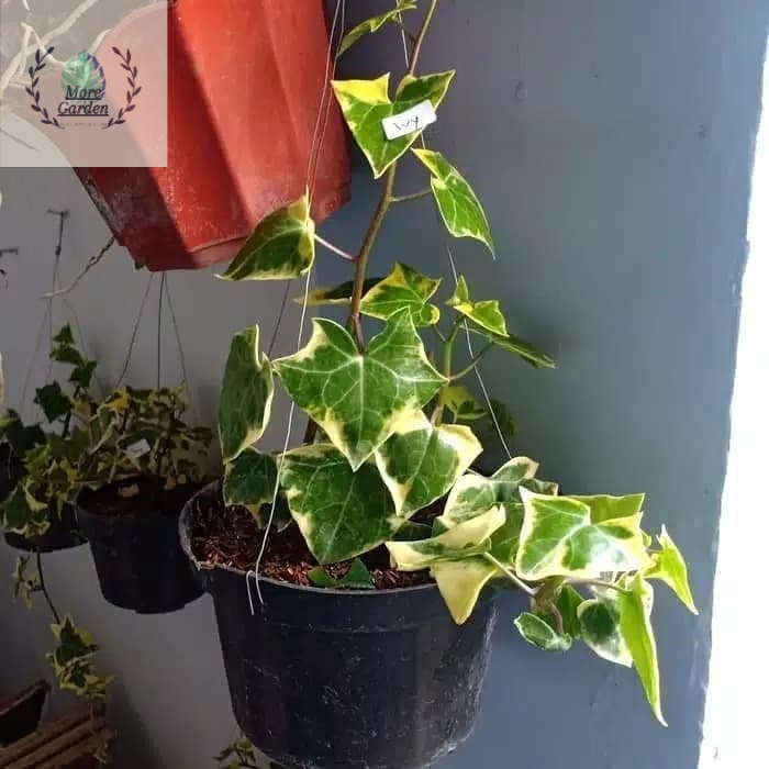 Tanaman Hias Gantung Ivy English Varigata - Variegata - iviy gantung - Tanaman Hidup - Bunga Ivy