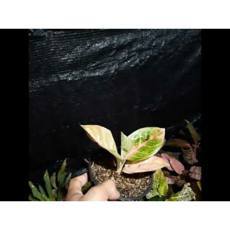 bibit aglonema denpasar moon