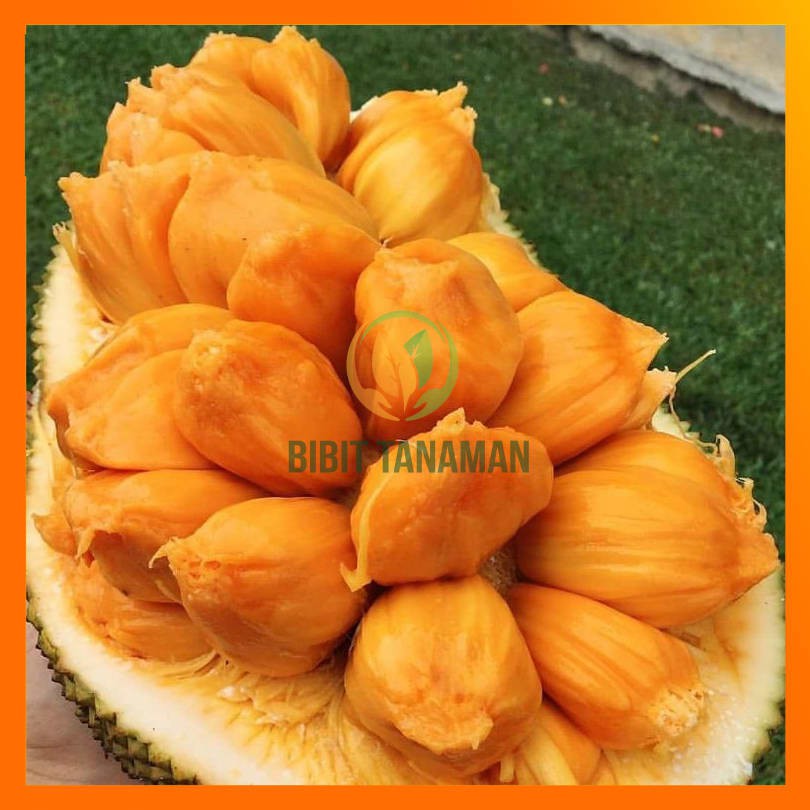 Jual BIBIT NANGKADAK / NANGKA CEMPEDAK HASIL STEK OKULASI | Shopee ...