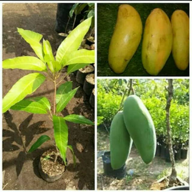 Bibit buah mangga golek super