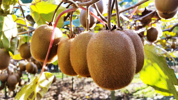 Haira Seed Bibit-Biji Kiwi