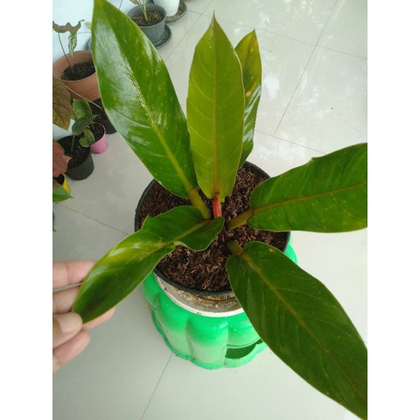 philodendron melonii