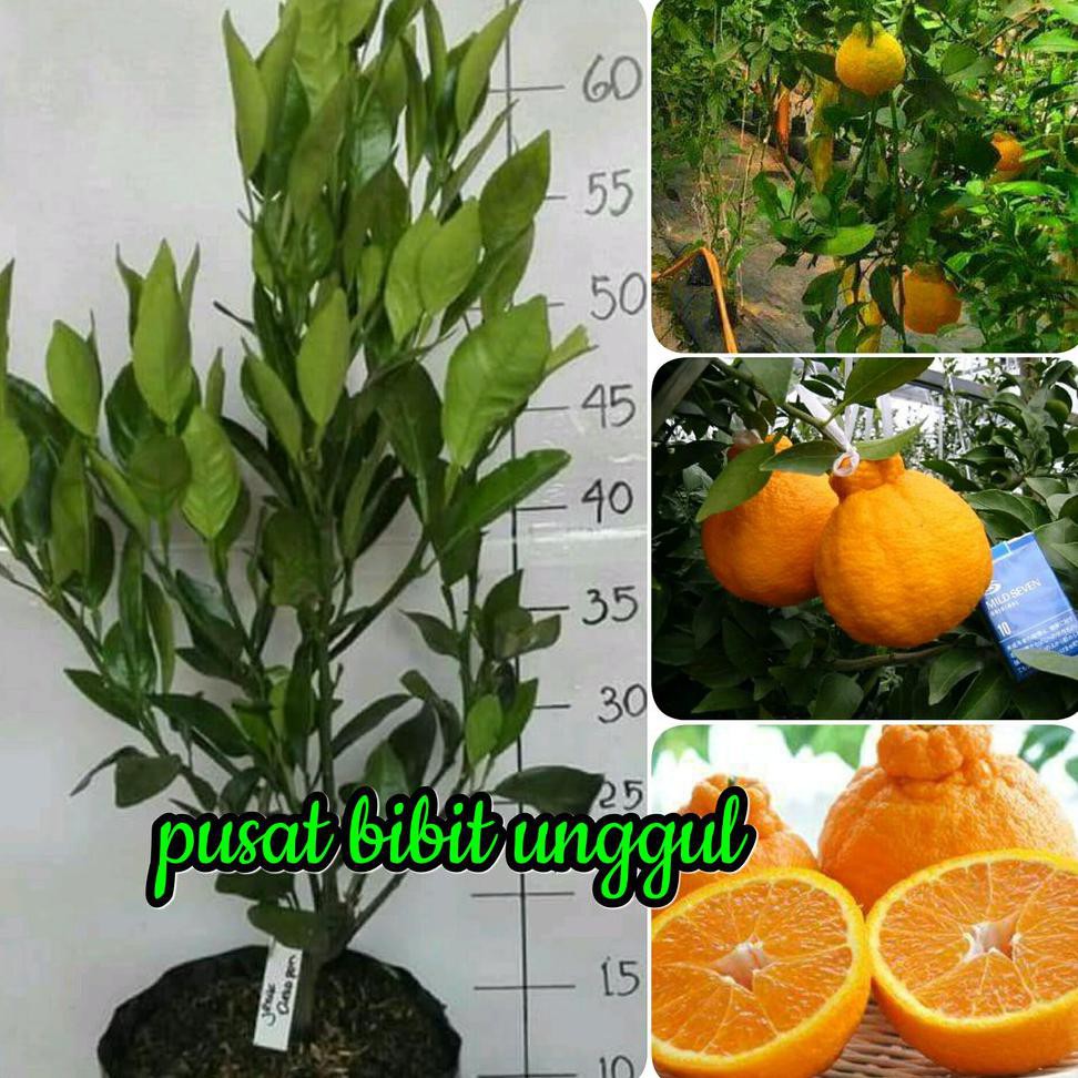 @_# Bibit Jeruk Dekopon Asli R_*