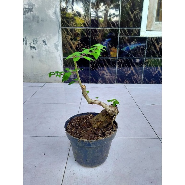 bahan mame bonsai wareng bintang real pic