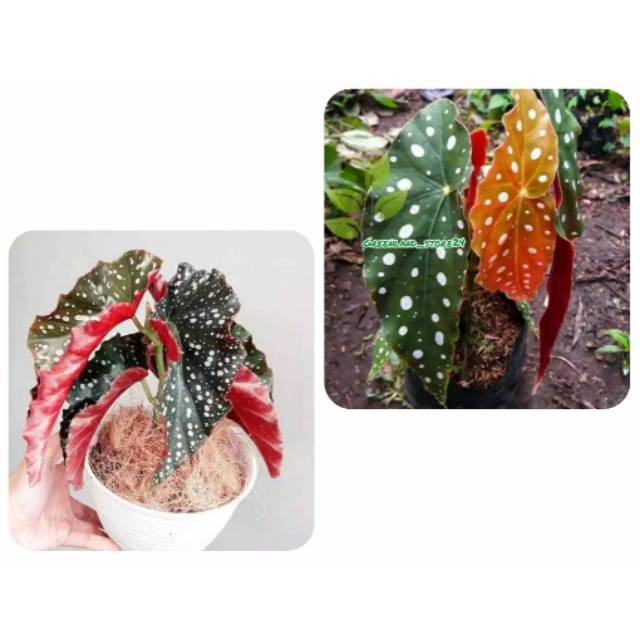 PROMO paket tanaman begonia polkadot - begonia maculata - begonia maculata polkadot
