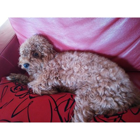 toy poodle harga