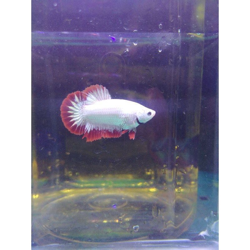 cupang red dragon male