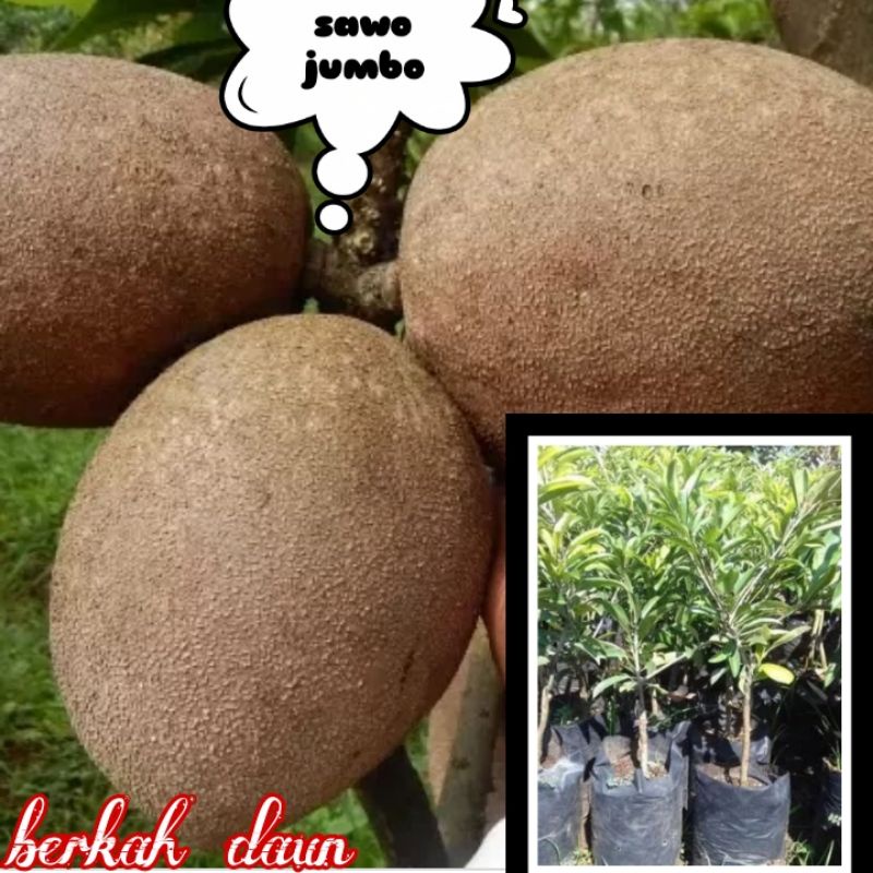 bibit sawo jumbo okulasi