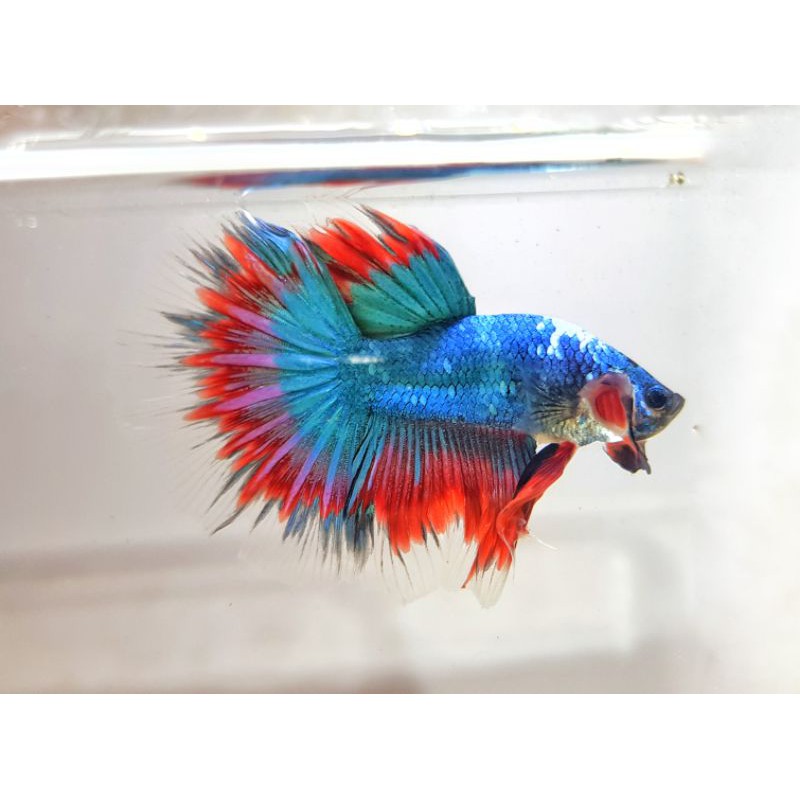 Ikan cupang Halfmoon Fancy