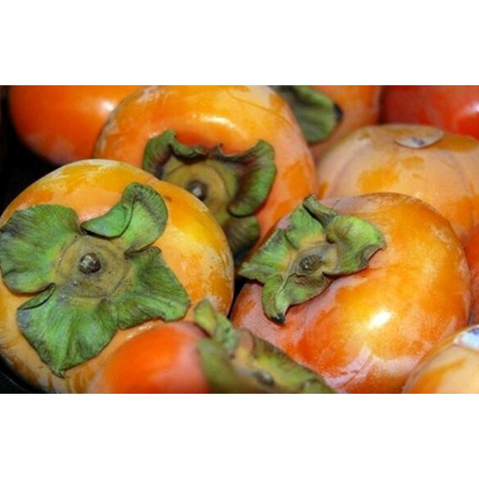 S3N4 BIBIT BUAH KESEMEK SUPER JUMBO BKK