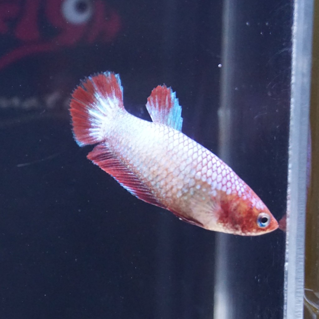 cupang female plakat red fancy copper FCCP betina 0402