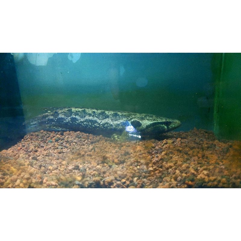 channa lucius size 25cm flering tangan