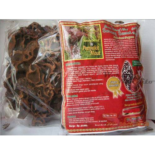 

SARANG SEMUT PAPUA Asli 100gr