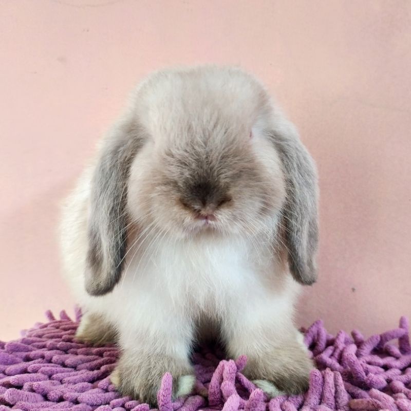 Kelinci Holland Lop