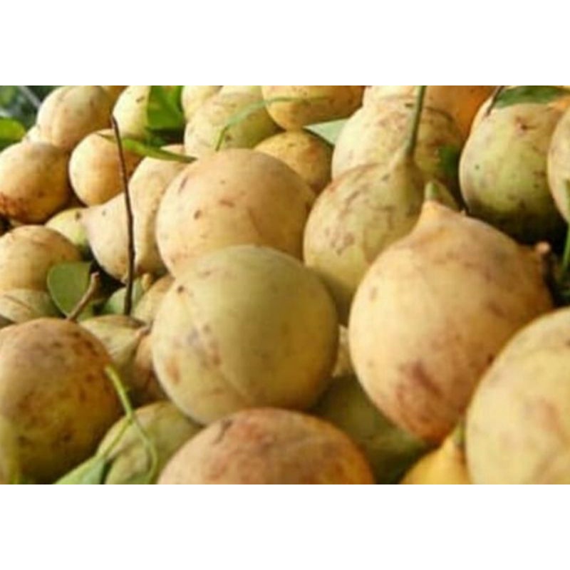 

pala mentah fress 1kg
