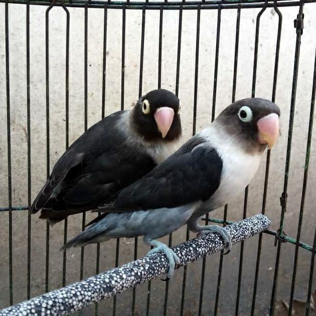 Burung Lovebird | Lakbet Batman Indukan