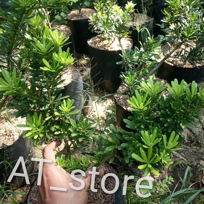 tanaman hias lohansung cincuan bahan bonsai , pohon lohansung cincuan