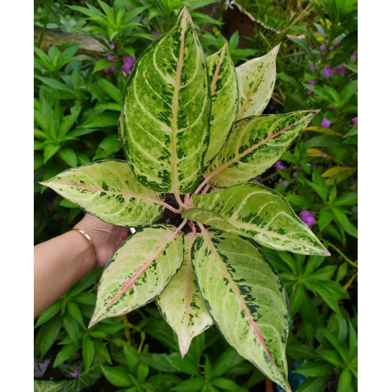 AGLONEMA FROZEN/AGLAONEMA HIAS FROZEN