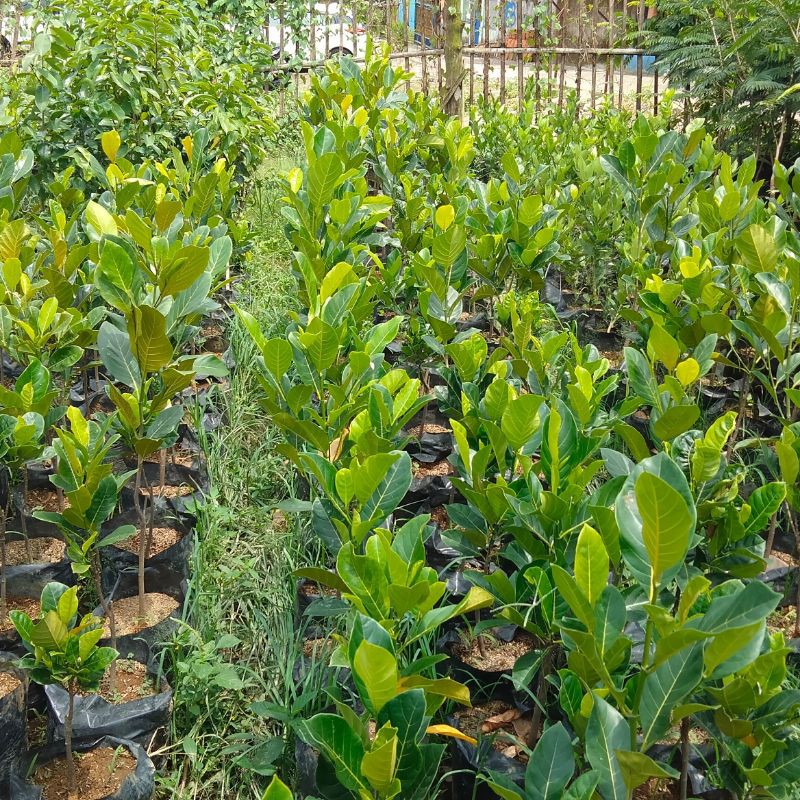 buah jeruk kip/bibit buah jeruk nipis/jeruk purut/jeruk manis/bibit buah jeruk