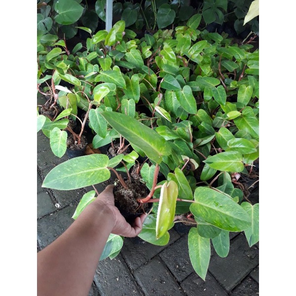 PHILODENDRON PAINTED LADY