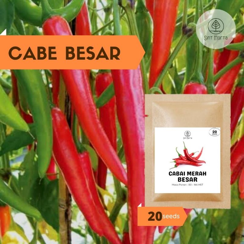 Cabe Merah Besar 20 seeds - Benih Bibit Biji Cabe Super