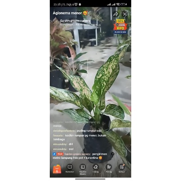 aglonema ruby dinamit / ndut gold