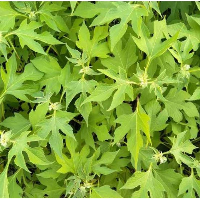 

Daun Insulin Segar Obat Diabetes 500g